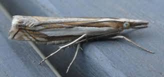 Attēlu rezultāti vaicājumam “Crambus silvella”