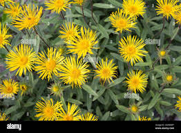Image result for Inula hirta