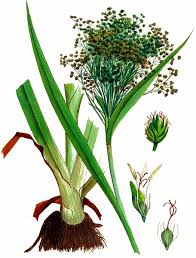 Attēlu rezultāti vaicājumam “Scirpus sylvaticus leaf”