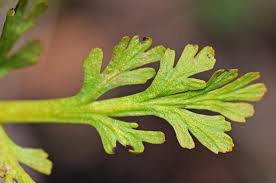 Attēlu rezultāti vaicājumam “Botrychium matricariifolium”