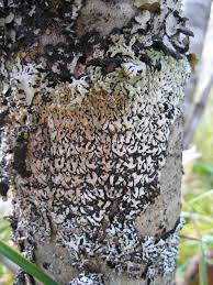 Attēlu rezultāti vaicājumam “Menegazzia terebrata”