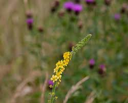 Attēlu rezultāti vaicājumam “Juncaginaceae”