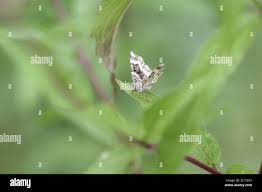 Attēlu rezultāti vaicājumam “Epirrhoe tristata imago”