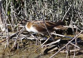 Image result for Porzana parva