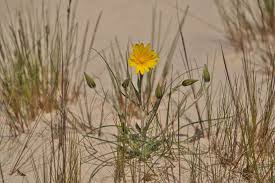 Attēlu rezultāti vaicājumam “Tragopogon heterospermus”