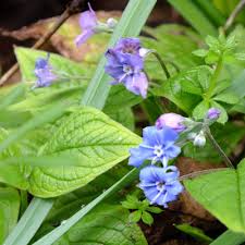 Attēlu rezultāti vaicājumam “Omphalodes verna flower”