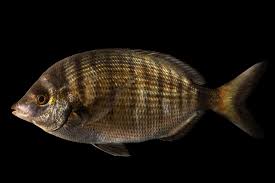 Image result for Diplodus puntazzo