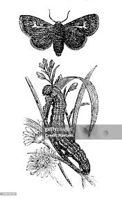 Attēlu rezultāti vaicājumam “Diloba caeruleocephala larva”