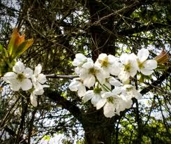 Attēlu rezultāti vaicājumam “Prunus avium flower”