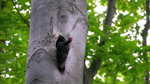 Attēlu rezultāti vaicājumam “Dryocopus martius nest”
