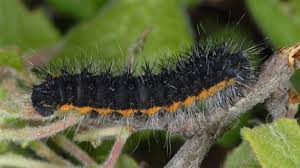 Attēlu rezultāti vaicājumam “Saturnia pavonia larva”