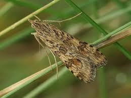 Attēlu rezultāti vaicājumam “Nomophila noctuella”