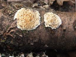 Attēlu rezultāti vaicājumam “Basidioradulum radula”