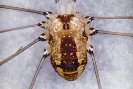 Attēlu rezultāti vaicājumam “Harmandia”