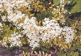 Attēlu rezultāti vaicājumam “Sedum album”