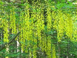 Image result for Laburnum anagyroides