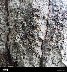 Attēlu rezultāti vaicājumam “Lecanora allophana”