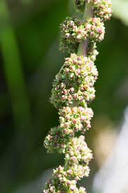 Attēlu rezultāti vaicājumam “Chenopodiaceae”