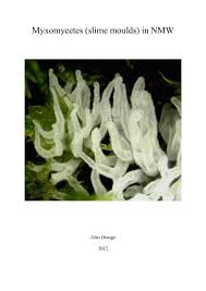 Attēlu rezultāti vaicājumam “Diachea muscorum”