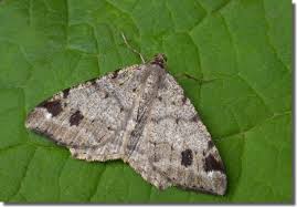 Attēlu rezultāti vaicājumam “Macaria signaria”