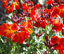 Image result for Cheiranthus cheiri