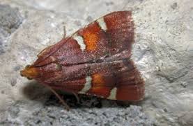 Attēlu rezultāti vaicājumam “Pyralis regalis”