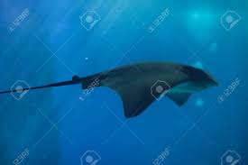 Image result for Myliobatis aquila