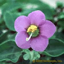 Image result for Exacum affine