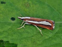 Attēlu rezultāti vaicājumam “Catoptria margaritella”