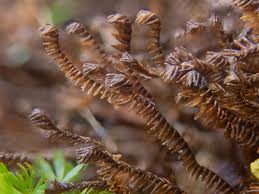 Attēlu rezultāti vaicājumam “Anastrophyllum minutum”