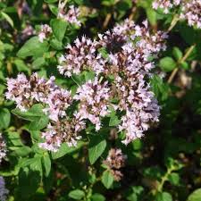 Attēlu rezultāti vaicājumam “Origanum vulgare flower”