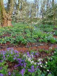 Attēlu rezultāti vaicājumam “Anemone ranunculoides flower”