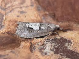 Attēlu rezultāti vaicājumam “Epinotia brunnichana”