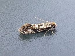 Attēlu rezultāti vaicājumam “Nemapogon cloacella”