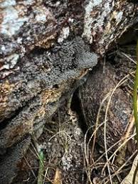 Attēlu rezultāti vaicājumam “Enerthenema papillatum”