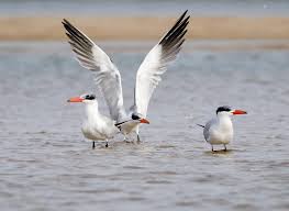 Attēlu rezultāti vaicājumam “Hydroprogne caspia”