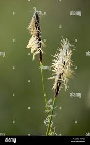 Attēlu rezultāti vaicājumam “Carex pilosa flower”