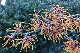 Attēlu rezultāti vaicājumam “Hamamelis virginiana flower”