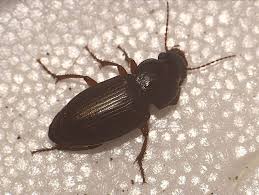 Attēlu rezultāti vaicājumam “Pseudoophonus rufipes”