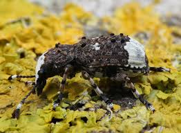 Attēlu rezultāti vaicājumam “Platystomos albinus”