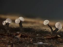 Attēlu rezultāti vaicājumam “Physarum notabile”