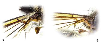 Attēlu rezultāti vaicājumam “Choerades sp.”