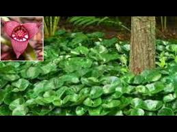 Attēlu rezultāti vaicājumam “Asarum europaeum flower”