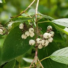 Attēlu rezultāti vaicājumam “Cornus sericea”