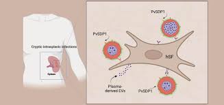 Attēlu rezultāti vaicājumam “Enteridium variabile plasmodium”
