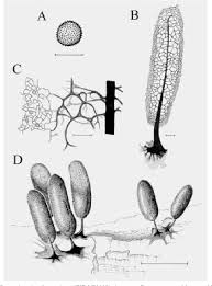 Attēlu rezultāti vaicājumam “Stemonitopsis typhina”