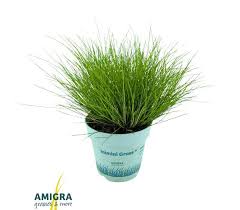 Attēlu rezultāti vaicājumam “Deschampsia flexuosa”