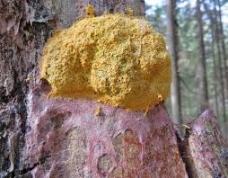 Attēlu rezultāti vaicājumam “Fuligo licentii”