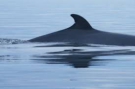 Image result for Balaenoptera acutorostrata