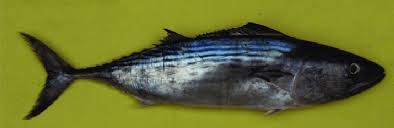 Image result for Sarda sarda